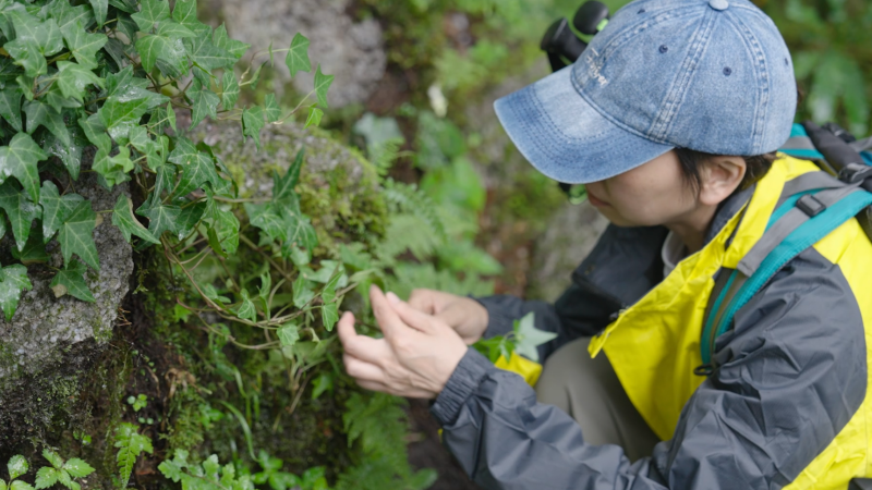 11.寻草本2